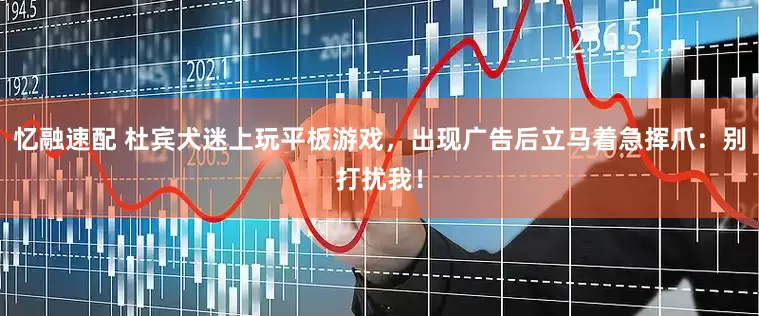 忆融速配 杜宾犬迷上玩平板游戏，出现广告后立马着急挥爪：别打扰我！